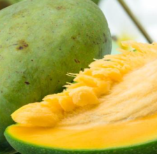 African Mango Seed Extract Glyco Harmony™ ingredient