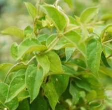 Gymnema Leaf Extract Glyco Harmony™ ingredient